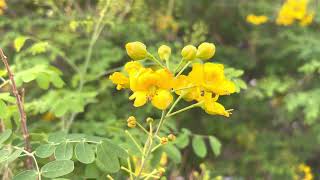 AZ Plant Reviews Yellow Bird of Paradise Caesalpinia mexicana [upl. by Forkey]