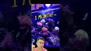 4 Proven Tips to Cycle Your Reef Tank FAST amp QUICK Save Weeks of Waiting [upl. by Wyatt]