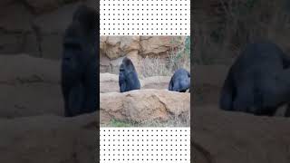 This orangutans mating in the zoo shorts [upl. by Samantha]