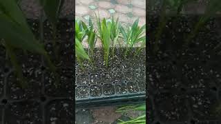 Nerium oleander Propagation 🌱💚  Oleander cutting 👉shorts oleander propagate neriumoleander [upl. by Arramahs521]