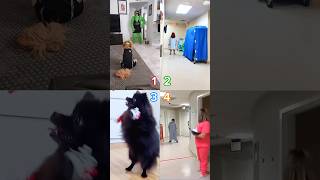 🔥👻Kulikitaka ti dance compilation pomeranian funnyvideo libalu hospital [upl. by Call]