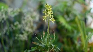 Albuca concordiana in bloom [upl. by Swainson]