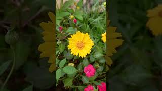 Lance leaved coreopsis  ആകാശ മല്ലി flowers garden gardeningtips ytshots [upl. by Granthem]