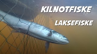 Laksefiske med Kilenot  Otterøya [upl. by Audre]