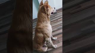 Kitna bhola banker betha haiviralvideo dog doglover cute shortvideo [upl. by Javed]