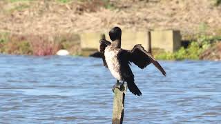 Cormorant at RSPB Minsmere Today 24 10 24 [upl. by Ecirtac]