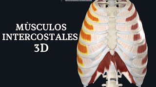 MÙSCULOS INTERCOSTALES 3D [upl. by Stenger986]