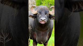 comedy  comedy wala  comedy dikhaiye  comedy bhojpuri  comedy video bufflo cow [upl. by Atinel497]