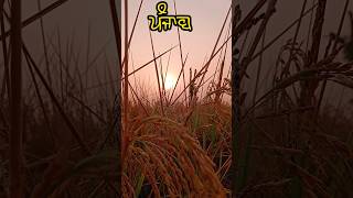 Kheti badi songs Punjabi kheti Kheti status shorts kheti punjabisong punjab farming [upl. by Sonnnie]