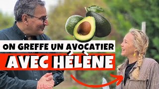 Comment greffer un avocatier ou nimporte quelle autre plante avec Hélène de Fougerolles  🥑🥑 [upl. by Olga]