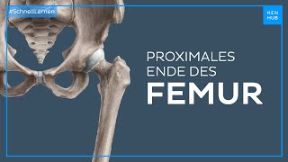 Femur proximales Ende  Anatomie einfach erklärt  Kenhub [upl. by Daeriam]