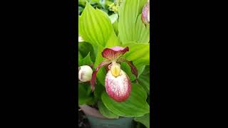 Hardy orchids  my Cypripediums [upl. by Rie]