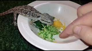 Teaching Baby Bearded Dragon To Eat Salad [upl. by Jalbert]