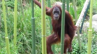 Melbourne zoo  Orangutan [upl. by Eldwen]