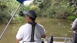 Side Channel Near Sierpe Costa Rica [upl. by Irrac]