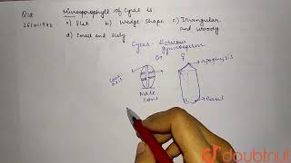 Microsporophyll of Cycas is  CLASS 12  PLANT KINGDOM  BIOLOGY  Doubtnut [upl. by Tiras]