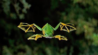 Wallaces Flying Frog  Animal of the Week [upl. by Soisinoid605]