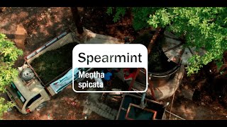 Spearmint Essential Oil  doTERRA Behind the Bottle Episode 19 [upl. by Grunenwald]