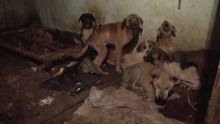 17 Dogs Rescued from Squalor [upl. by Necila]