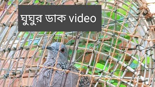 ঘুঘু পাখির ডাক।Gogo pakhir Vairal Dak dove brid video vairal [upl. by Aixela773]