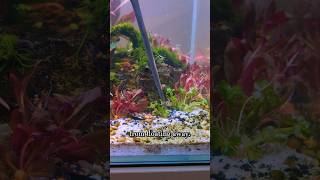 🌱How To Plant Tissue Cultures In Your Aquarium🌱 [upl. by Ellehsyt177]