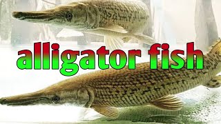 Ikan aligator  aquarium ikan hias predator [upl. by Lizabeth185]