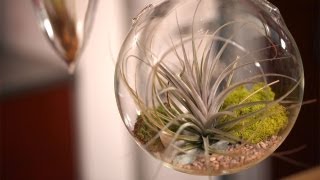 How to Make Air Plant Terrariums [upl. by Kieryt329]