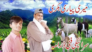 Meri pyari bakrimazhar numbardarnew saraiki funny drama 2024 saraiki TV channel [upl. by Crim]