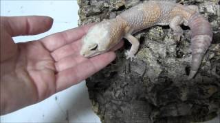 Albino Fat Tailed Geckos [upl. by Brenn]