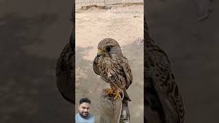 Talking with eagle from india birds animals funny nature shorts shortvideo eagles aviary [upl. by Neelrac]