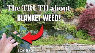 The TRUTH about Blanket Weed String Algae in your Pond [upl. by Alverta]