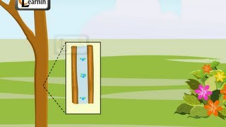 Transpiration in Plants  Elementary Science [upl. by Fenelia]