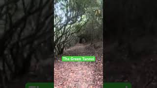 Rhododendron Grove Or Haunted Forest 🥾👻 appalachiantrail [upl. by Amalie]