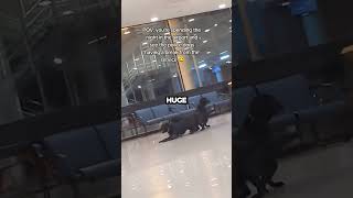 K9s playing on the airport 😂 shorts [upl. by Yeslaehc]