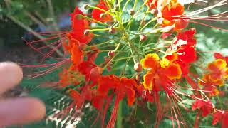 Caesalpinia pulcherrima aka Peacock Flower [upl. by Ashbey]