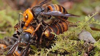 Two Giant Killer Hornet Colonies Fight to the Death [upl. by Atla]