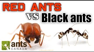 WHO WINS RED ANTS VS BLACK ANTS [upl. by Elehcor294]