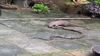 Snake  Cobra  vs Mongoose Real Fight  Animal Fight  snake vs mongoose  Real video [upl. by Whorton25]