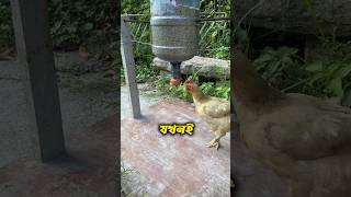 Method of feeding chickensshortvideo [upl. by Aelgna334]