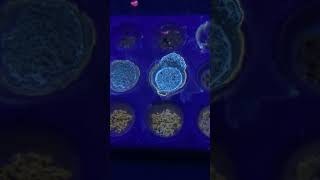 Wellsite Geology amp Mud Logging  Drilling Sample Show Fluorescence  Wet Cut vs Dry Cut [upl. by Eduino]