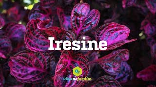 Iresine [upl. by Doniv]