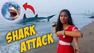 GIANT Shark Attack Near Beach  OMG Dangerous [upl. by Idihc413]