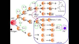 Helper T Cell  Th1 Cell amp Th2 Cell [upl. by Lilac]