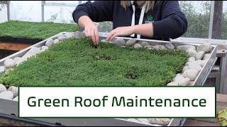 Green Roof Maintenance  Lizs Maintenance Tips for your Green Roof [upl. by Rivard]