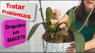 Tutorial como cuidar una orquidea Phalaenopsis en una maceta en casa Salvo mi planta 19 [upl. by Ajin432]