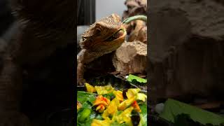 Bearded Dragons LOVE This Food [upl. by Adnamal]