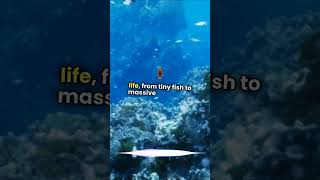 Whale Poop Oceans Hidden Superfoodgrowth factsyoutubeshorts knowledge viralshorts viralshort [upl. by Reprah307]