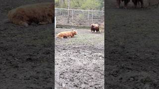 highland cattle in hot sun cow animal animals toronto trending viral shortsviral vlog [upl. by Rosa]