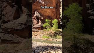 The Narrows at Zion [upl. by Deva]