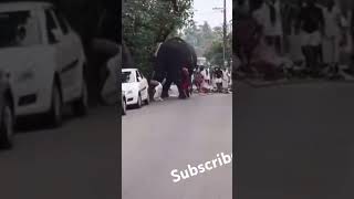 KERALA ROAD ELEPHANT IS TENSION 🐘🐘 [upl. by Adnoluy]